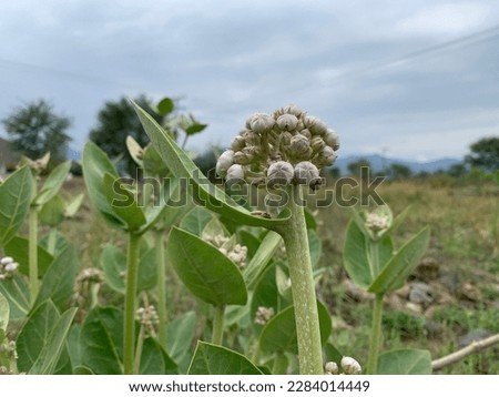 flowers in background in leafs in the tress green background with 
 blue sky and clouds and spring days.