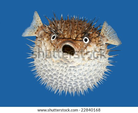 Frontal view of a porcupine fish, isolated on a blue background.