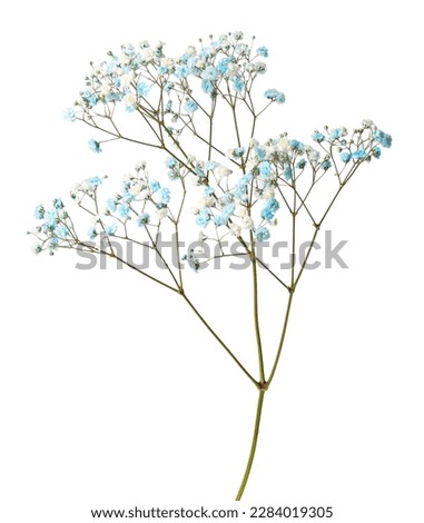 Beautiful colorful gypsophila flowers on white background Royalty-Free Stock Photo #2284019305