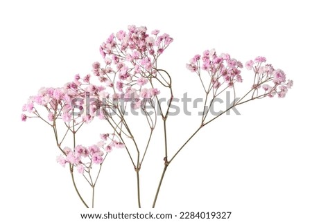 Beautiful colorful gypsophila flowers on white background Royalty-Free Stock Photo #2284019327