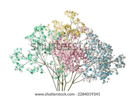 Beautiful colorful gypsophila flowers on white background Royalty-Free Stock Photo #2284019341