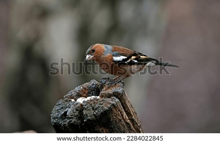 Chaffinch feeding at a woodland site