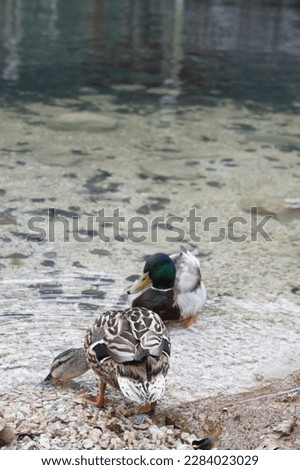 Mallard ducks. adorable. Lake and the ducks.