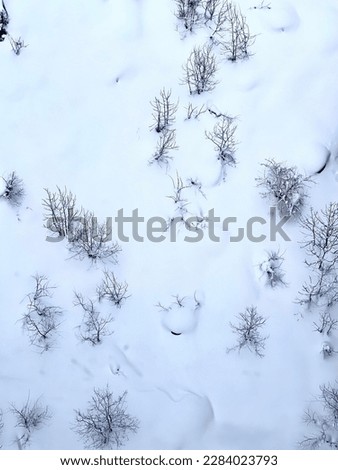Dry flowers and grass are in white snow, abstract natural winter background photo. High quality photo
