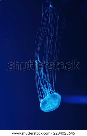Macro shot of Chrysaora quinquecirrha underwater close up