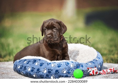 
a small chocolate labrador retriever puppy walks on the grass next to the couch