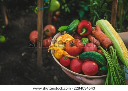 Farmer woman harvests vegetables in the garden. Selective focus. Food.