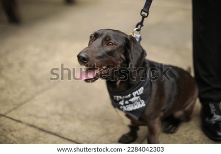 black dog with a smile looking directly at the camera. Dogs are known as man's best friend, symbolizing loyalty, companionship, and protection. The black color of the dog may represent power, elegance