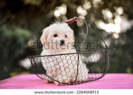 little maltipu puppy in nature in a basket