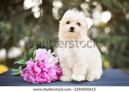 
little maltipu puppy in nature with flowers
