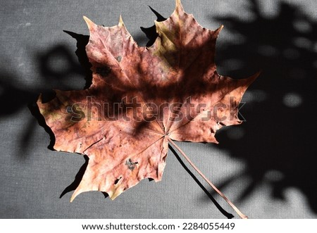 Colored maple leaf on a black background