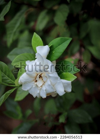 Beautiful white gardenia flower in the garden