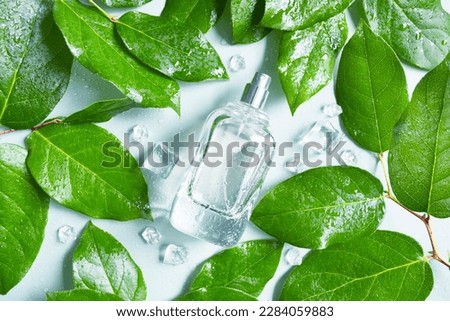 Glass bottle of perfume with  green leaves,  water drops on the light blue background. Smell of rain in summer. Fresh unisex perfumery. Fresh green aroma. 