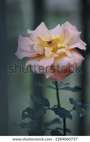 A pink rose. Symbolic picture which refers love.