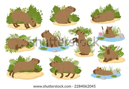 Capybara animals. Cartoon semi-aquatic wild animals, cute herbivore mammals in natural habitat flat vector illustration set. South America fauna