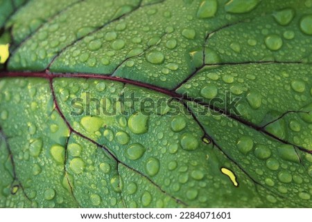 close-up of a beet leaf with raindrops on the surface,moisture,leaf texture,vegetable,purple veins,juicy,vegetable culture,variety,selective focus,beetroot in the garden,ecology,screensaver,wallpaper