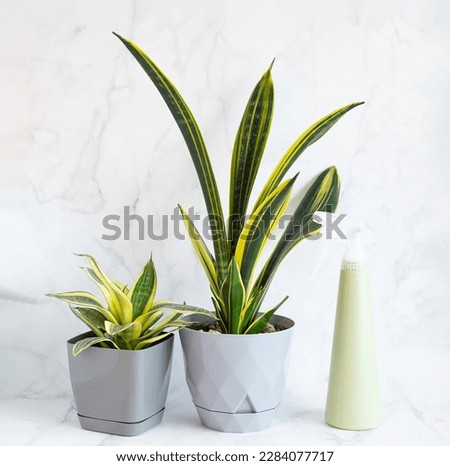Sansevieria Golden Flame and small Golden Hahnii, Snake Plant in grey plastic pots and sprayer on light marble background. Two Succulent, house plant. Square. Close up
