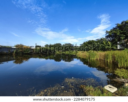 swamp pond with wild tree grass, clear blue sky background