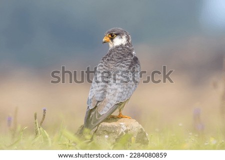 Amur falcon (Falco amurensis). It breeds in south-eastern Siberia and Northern China before migrating in large flocks across India and over the Arabian Sea to winter in Southern and East Africa