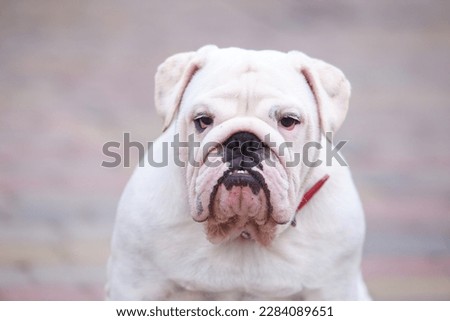 dog breed english bulldog sits on a path lined with paving slabs Royalty-Free Stock Photo #2284089651