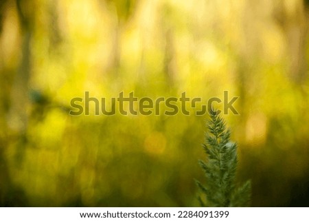 Green sprout of grass stands out on a blurry sunny forest background. Magic yellow fairy tale dream backdrop with copy space. Individuality  