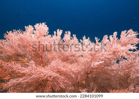 Soft Coral on underwater coral reef.