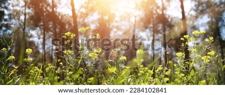 Fresh grass and flowers growing in the forest at spring