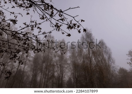 Bare deciduous trees in autumn cold weather, cloudy weather in late autumn
