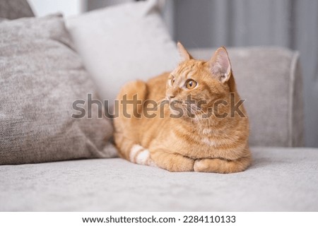 A beautiful red cat lies in a cozy room on the couch