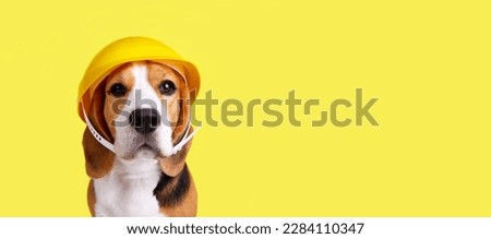A beagle dog in a construction helmet on a yellowisolated background. Happy Labor Day Holiday. Banner.
