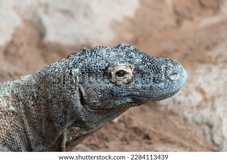 A portrait of a Varanus komodoensis, also known as the Komodo dragon, against a natural background
