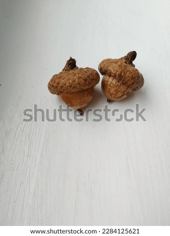 two acorns on a white background, a pair