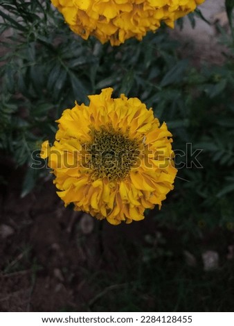 origional photo of simple flower which grew in forest 