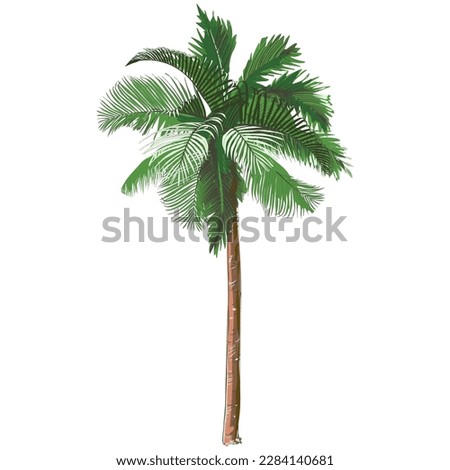 Palm tree. Tropical rainforest leaves, foliage. Coconut Palm.  Vintage Vector Watercolor realistic illustration
