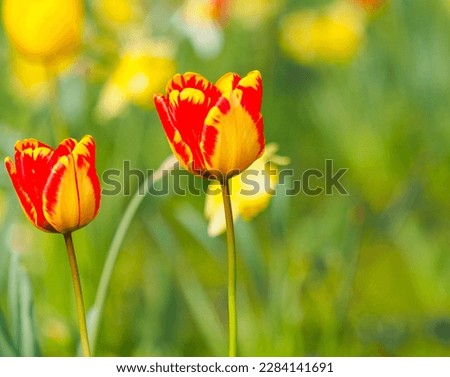 in spring a meadow in the garden in sunshine at Easter with many colorful tulips, individual tulips in close-up