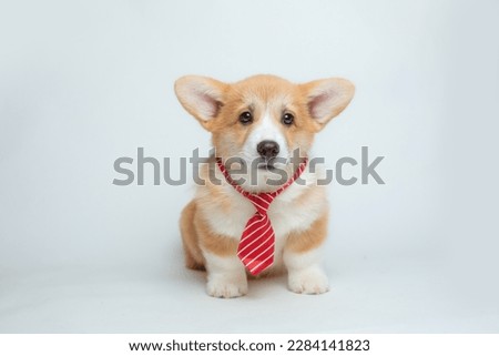 a welsh corgi puppy in a tie on a white background