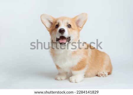 Cute  happy Pembroke Welsh Corgi puppy looks at the camera. isolated on a white background Royalty-Free Stock Photo #2284141829