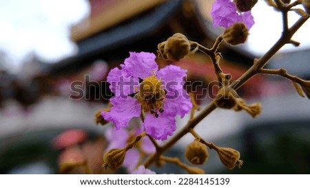 Lagerstroemia flower in a garden or Bunga Bungur.