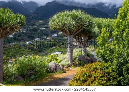 Canary Islands Dragon Tree at La Palma Island. Northern Tropical Exotic Landscape of La Palma. Canary Islands, Spain. Royalty-Free Stock Photo #2284145557