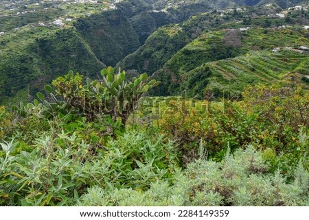 La Palma Island. Green Canyon Overgrown With Dense Vegetation. Tropical Exotic Landscape of La Palma. Canary Islands, Spain.