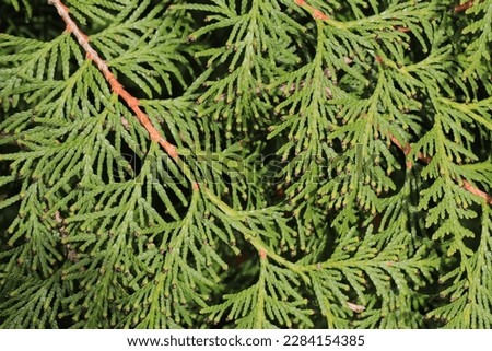 Beautiful conifer in sunny April Royalty-Free Stock Photo #2284154385