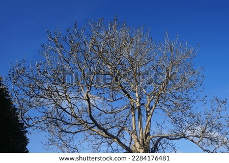 Tree on a sunny day