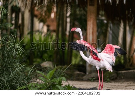 Pink flamingo are wading birds of the family Phoenicopteridae, in tropical greenery, in the Bali Island Park Indonesia