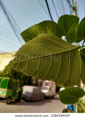 Deep photo of a green leaf