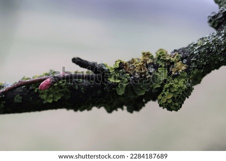 moss on a branch in the spring forest after rain