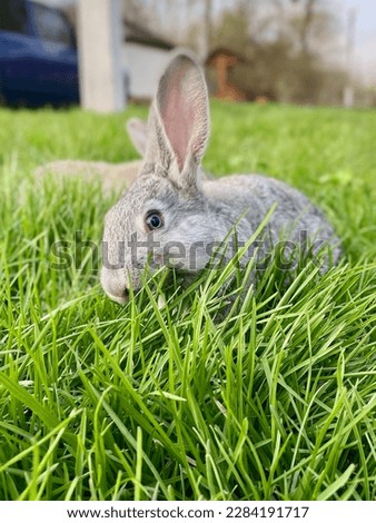 Grey rabbit bunny in green grass Easter