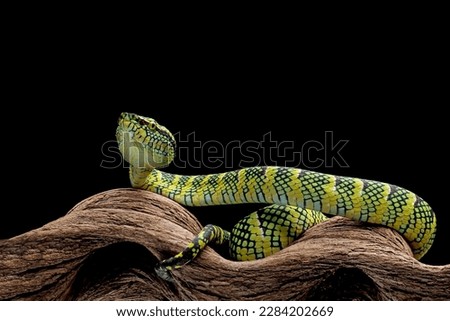 wagleri pit viper snakes on branch, tropidolaemus wagleri isolated on black