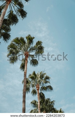 Palm trees against a blue sky in the Canary Islands, Spain