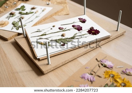 pressed flowers. flat pressed dried flower background. Dry pressed flowers. making decoration with pressed flowers and leaves. Beautiful dried flowers. Royalty-Free Stock Photo #2284207723