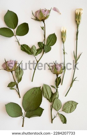 pressed flowers. flat pressed dried flower background. Dry pressed flowers. making decoration with pressed flowers and leaves. Beautiful dried flowers.